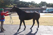 ������ (QUEEN WAY) ����