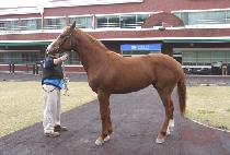 �����õ (DIXIE ICHEON) ����