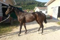 ����è�� (MACH CHAMP) ����