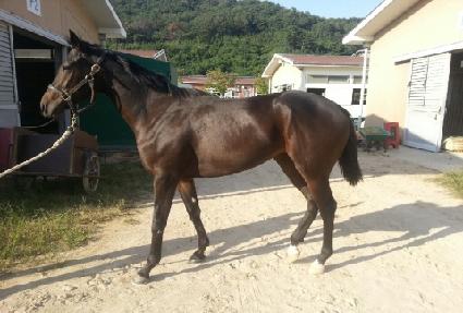 ����è�� ����