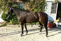 GOLD CLASSIC picture