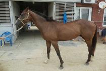 ���迵�� (SEGYE YEONGUNG) ����