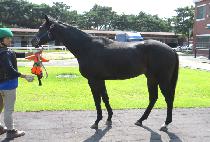 ���̿���ŷ (J.S. KING) ����