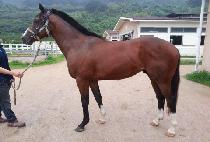 ŷ�����̵� (KING BLADE) ����