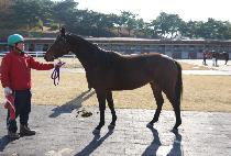 ������ (SUPER QUEEN) ����