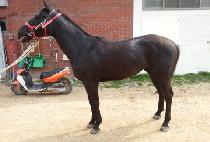 ��Ʋ������ (BATTLE MASTER) ����