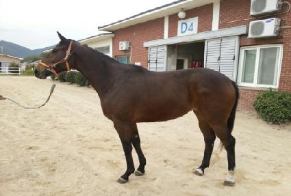 �㸮���ν�Ÿ ����