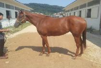 ����ƾ�� (MOUNTAIN GIRL) ����