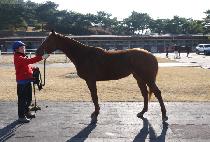 ���彺Ų (RED SKIN) ����