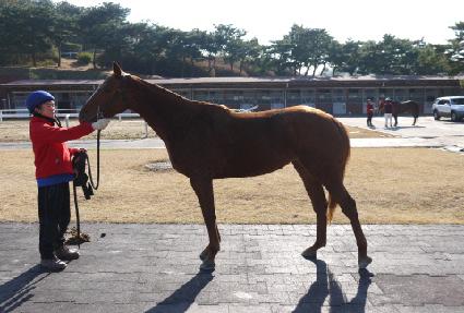 ���彺Ų ����