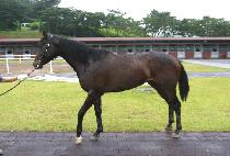 ��Ӽ��� (KWAESOK SUNHANG) ����