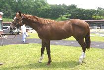 �︮��Ʈ���� (HELIOTROPE) ����