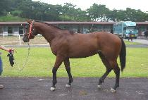 �Ϸ����� (ELECSTER) ����