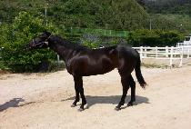 ��±�� (SANGSEUNG GIDAE) ����