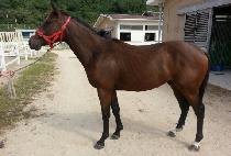 �������� (DR COPPER) ����