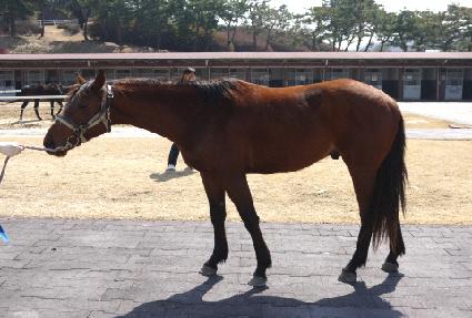 �뵹ǳ ����