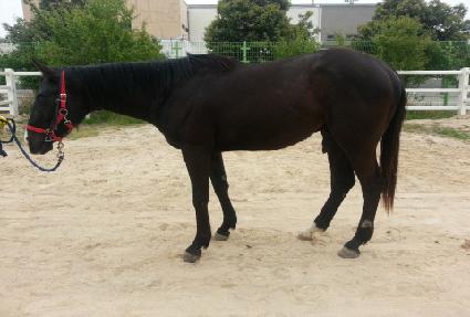 �Ϻ�ƮŸ�� ����