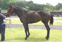 �����Ŀ� (BEONGAE POWER) ����