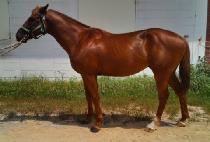 ��Ʈ����� (ULTRA BLUE) ����