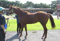 ���̽�Ȧ�� (RACEHOLIC) ����