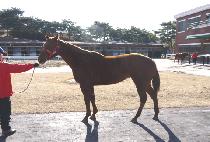 ��Ű�帲 (LUCKY DREAM) ����