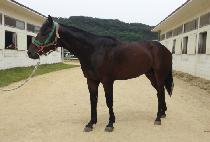 ���ǵ����� (SPEED JILJU) ����