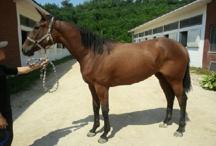 ������ŷ ����