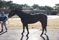 ����÷��� (NOBLE PLOIT) ����