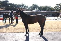 ��� (UNDOHUI) ����