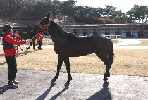 ȣ������ (HOMA SIJU) ����