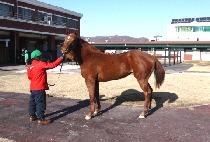 Į���� (CALYPSO) ����