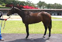 �����ư� (MARIA GO) ����