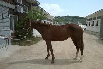 ����Ÿ�� (REAL TIME) ����