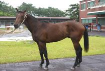 �������� (TOUGH RUNNER) ����