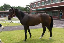 �帲��Ʈ (DREAM FT.) ����