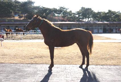 �ʿ��ǹٶ� ����