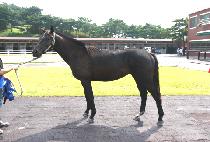 ����õ�� (MYEONGMUN CHEONHA) ����