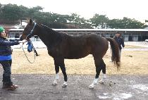 �۾�Ŭ���� (SONGAM CLASSIC) ����