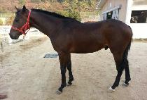 �����ѱ��� (CHALLANHAN GIJEOK) ����