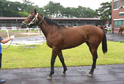 �����ǽ�Ÿ ����