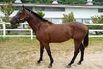 �������� (GUMPO STORM) ����