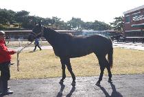 ��õ�ȸ� (SUNCHEON PALMA) ����