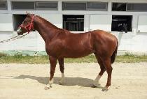 ���ڿ��� (PICO ENGINE) ����