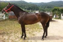 ����Ŀ���� (SENECA WINGS) ����