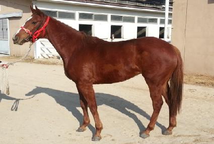 ������ ����