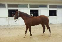 �����ѿ��� (YEONGWONHANYEONGUN) ����