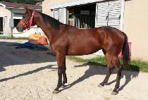 ����Ÿ (OH STAR) ����