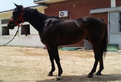 ������ ����