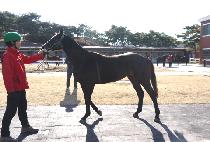 ����ǹ� (GOLD FEVER) ����