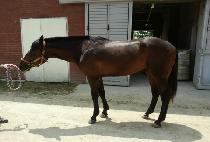 �Ҹ�ŷ (SORI KING) ����